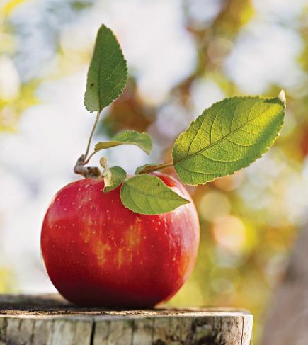 11 Best Cooking Apples